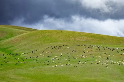 YAYLA YOLUNDA